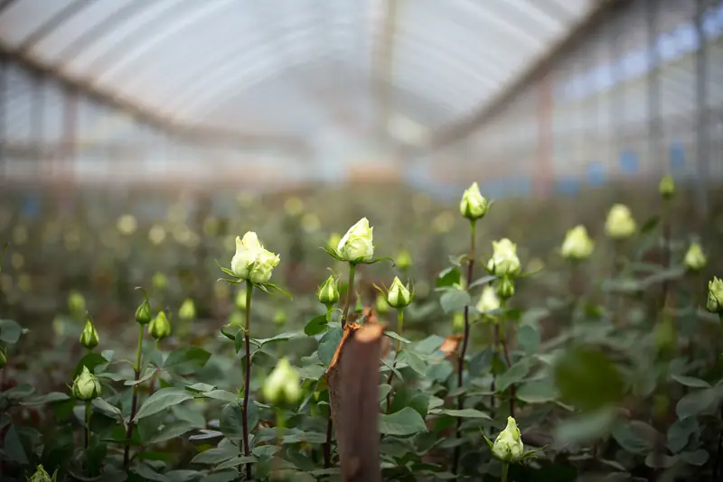 Rose buds in a greenhouse bed