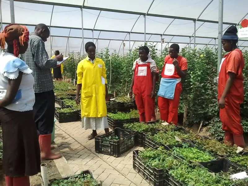A supervisor checking crates of rose plants with workers