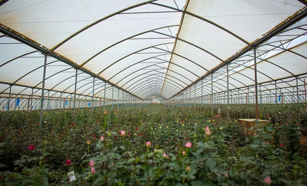 Rows of roses under a greenhouse in Laikipia, Kenya