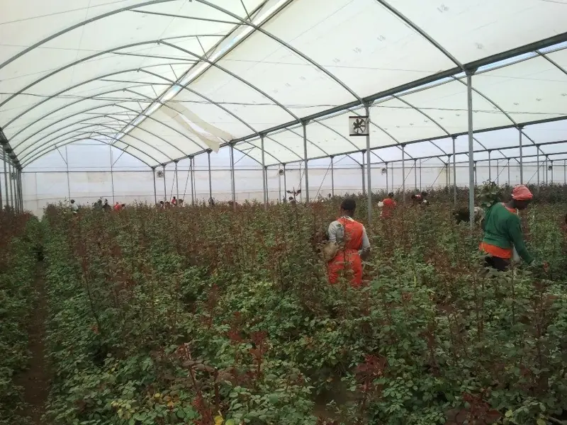Workers among rose beds in a greenhouse