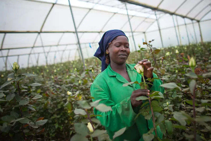 A harvester cutting roses in a Kenyan greenhouse