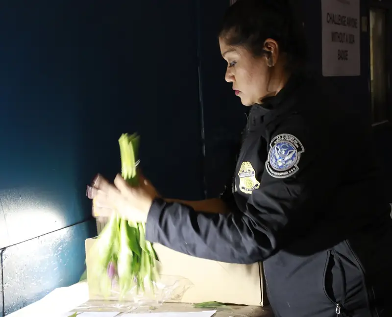 An inspector checking a box of cut flowers